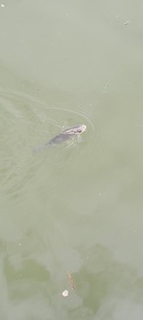 Screenshot_20220412-132546_Gallery