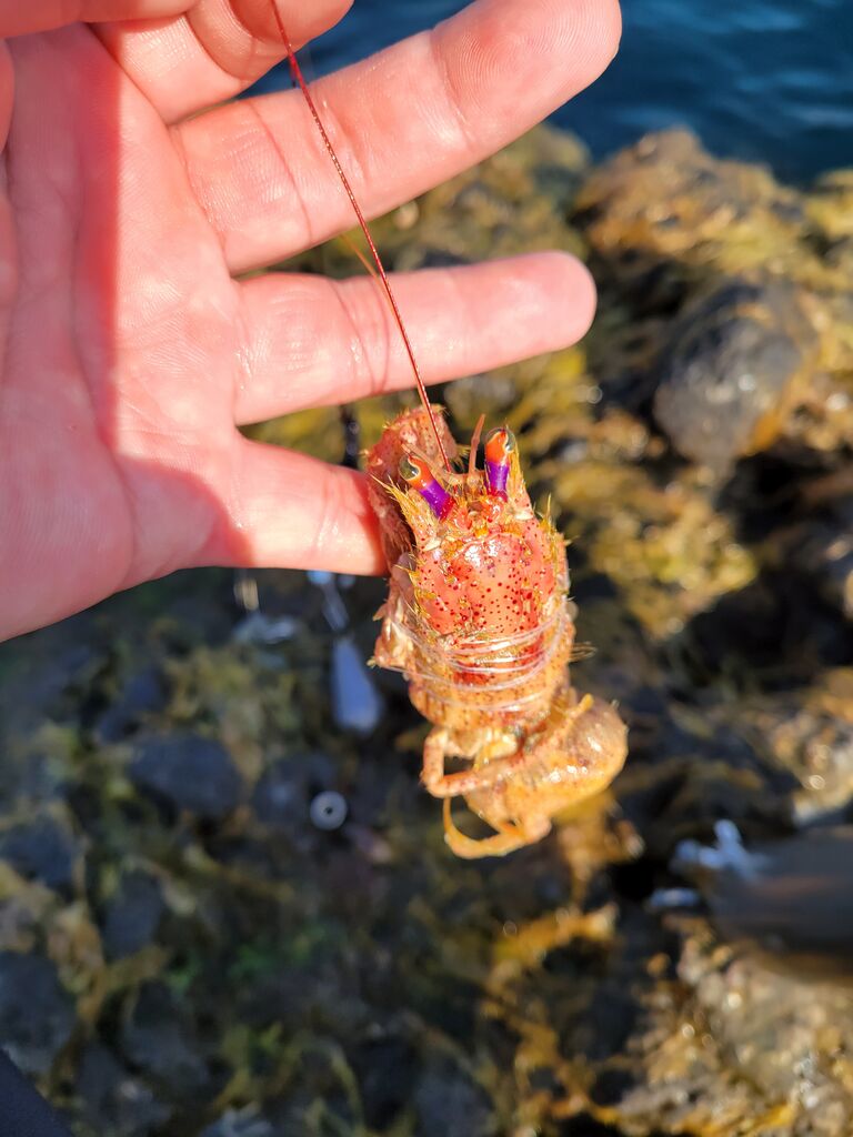 植松の釣り日記 まるきん佐賀店 スタッフblog