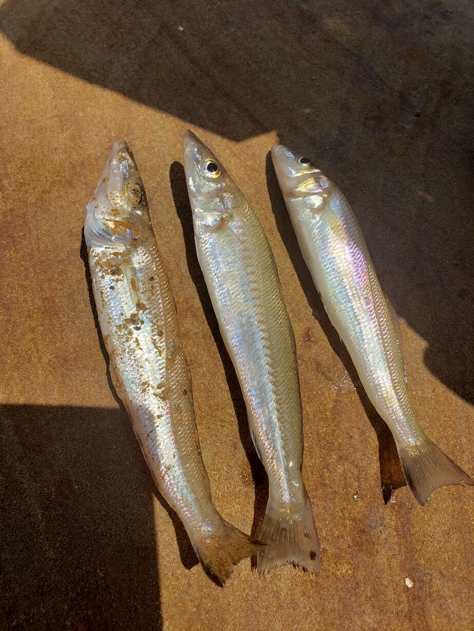 エギングロッドでキス釣り まるきん佐賀店 スタッフblog