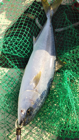 o0607108015050018523