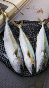 o0607108015050018540