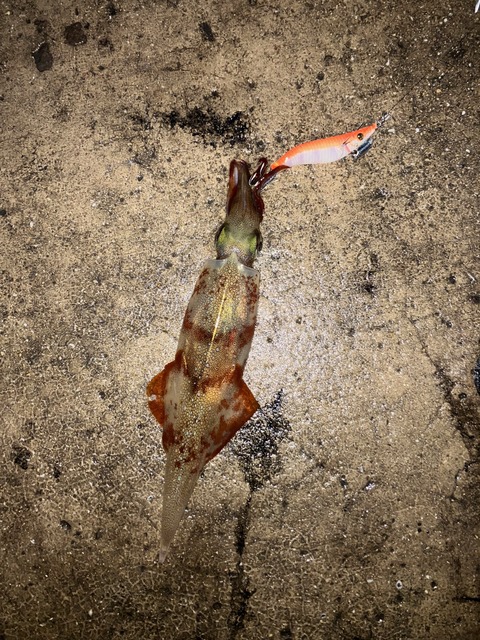 image11
