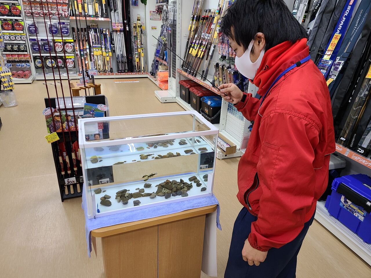 つり具のまるきん平戸店のblog アルカジック ジアイワーム水槽設置