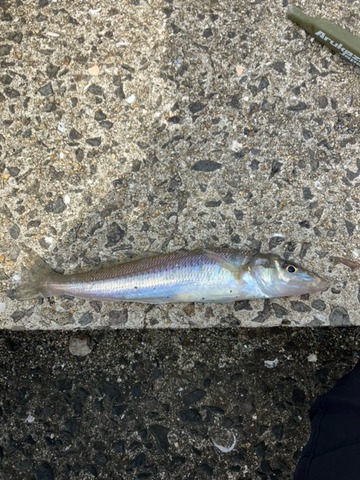 image5
