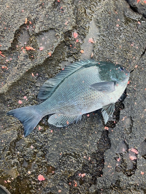 image8