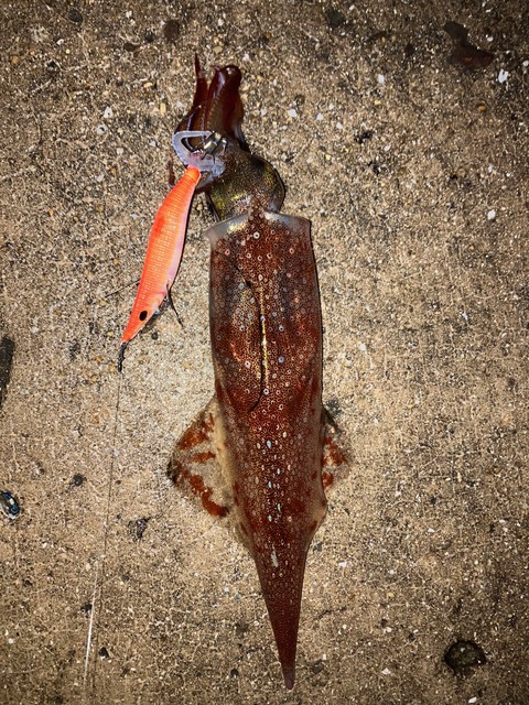 image12