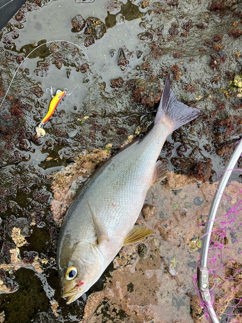 image1