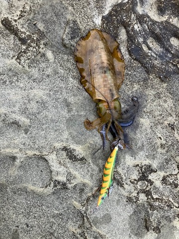 image11