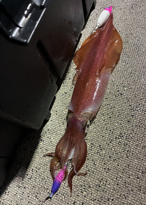 image2 (51)