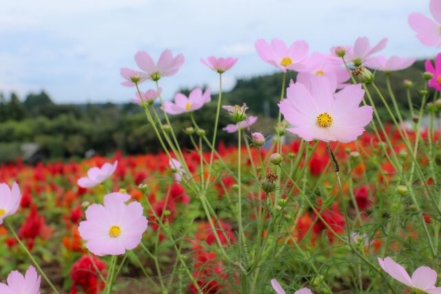 f:id:fp-maruko:20200926143530j:plain