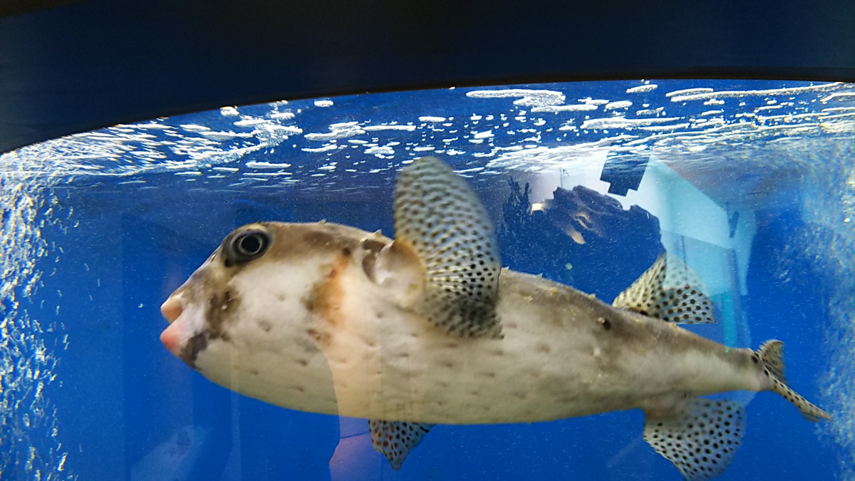 f:id:fp-maruko:20210722221853p:plain