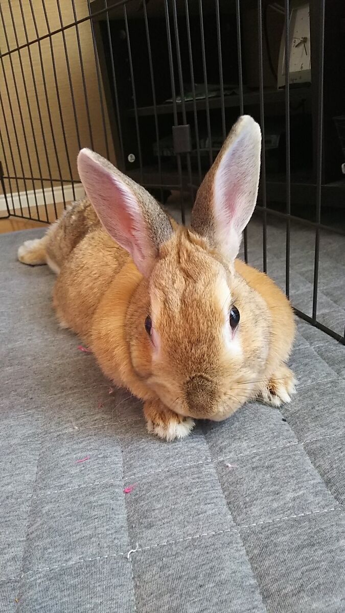 f:id:fp-maruko:20220324212215j:plain