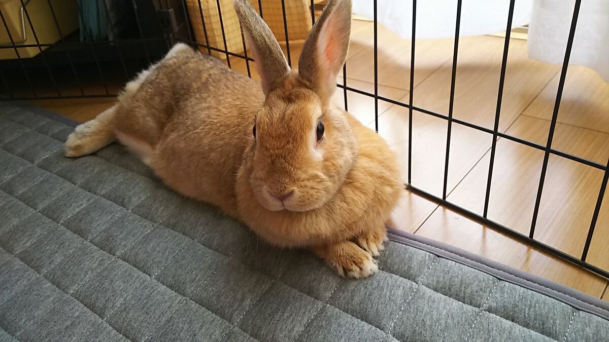 f:id:fp-maruko:20211116140045j:plain