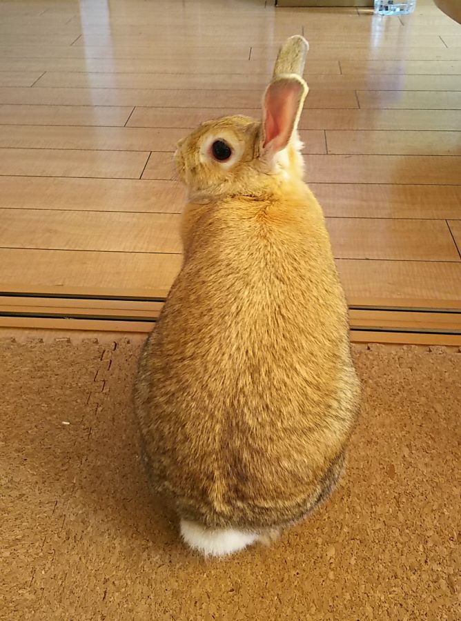 f:id:fp-maruko:20201219221634j:plain