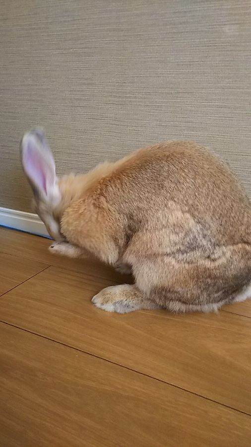 f:id:fp-maruko:20210318211007j:plain