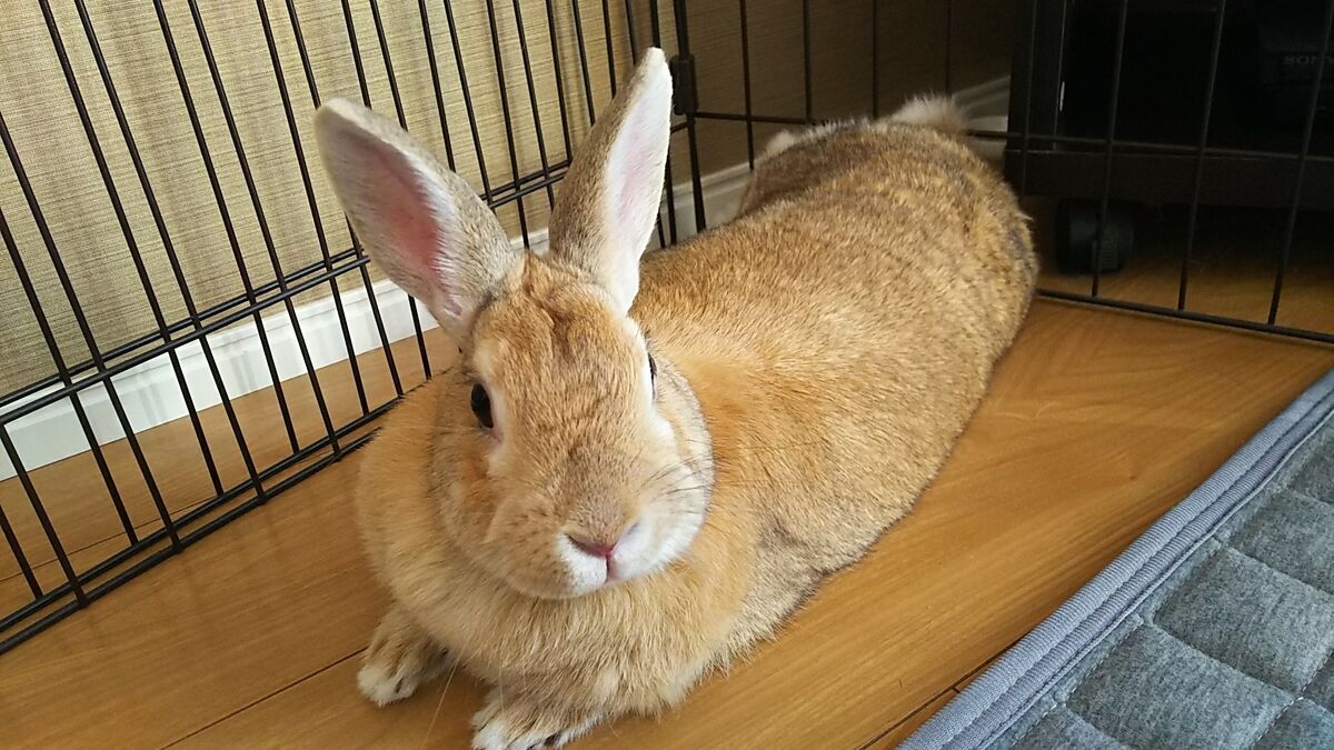 f:id:fp-maruko:20220108143124j:plain