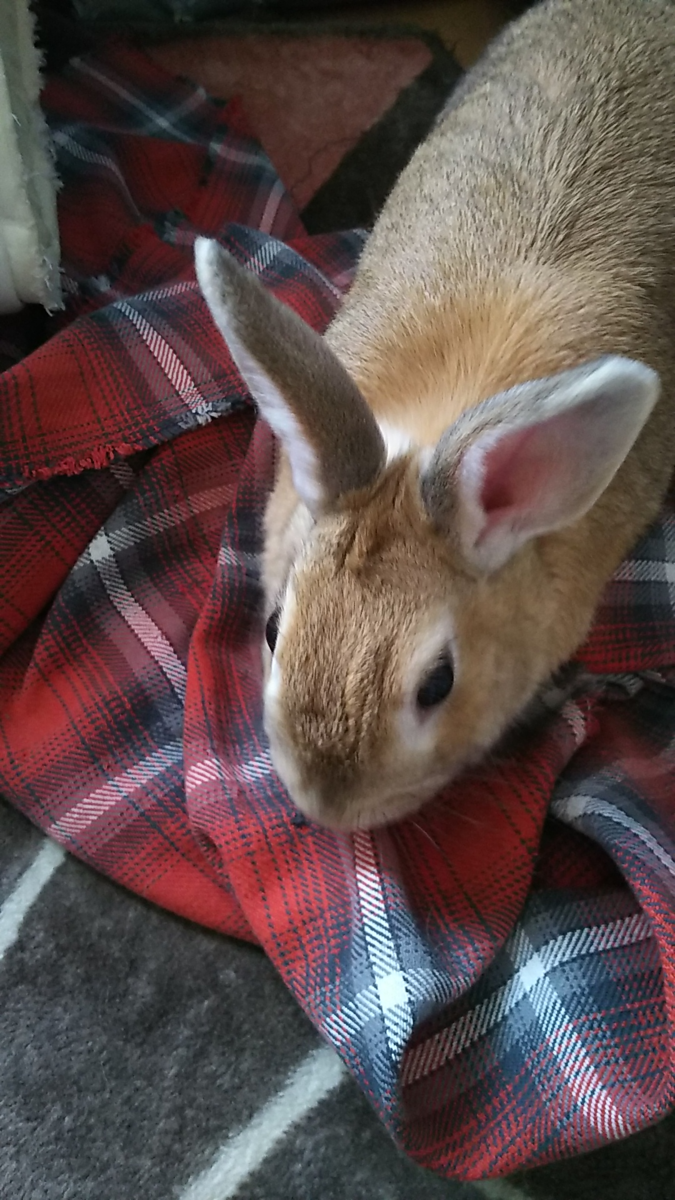 f:id:fp-maruko:20210501143128p:plain