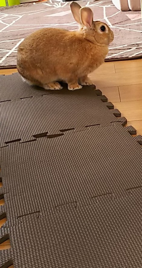 f:id:fp-maruko:20210501151627p:plain