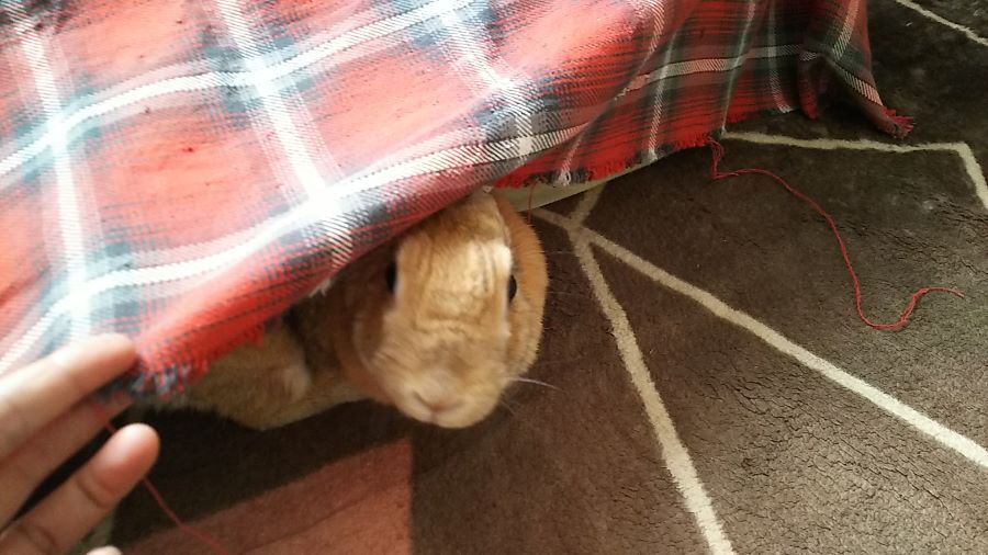 f:id:fp-maruko:20210331205327j:plain