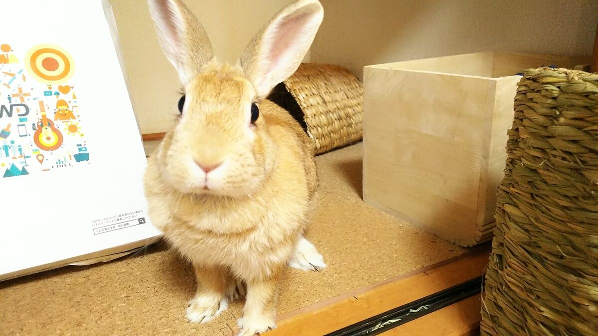 f:id:fp-maruko:20200908150157j:plain