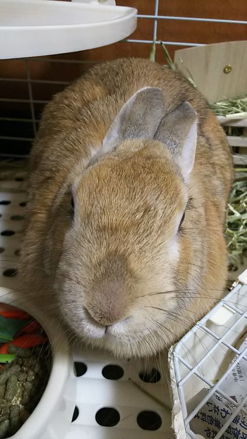 f:id:fp-maruko:20210120211111j:plain