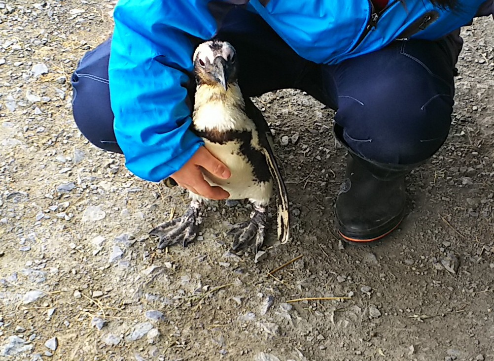 f:id:fp-maruko:20210510210315p:plain