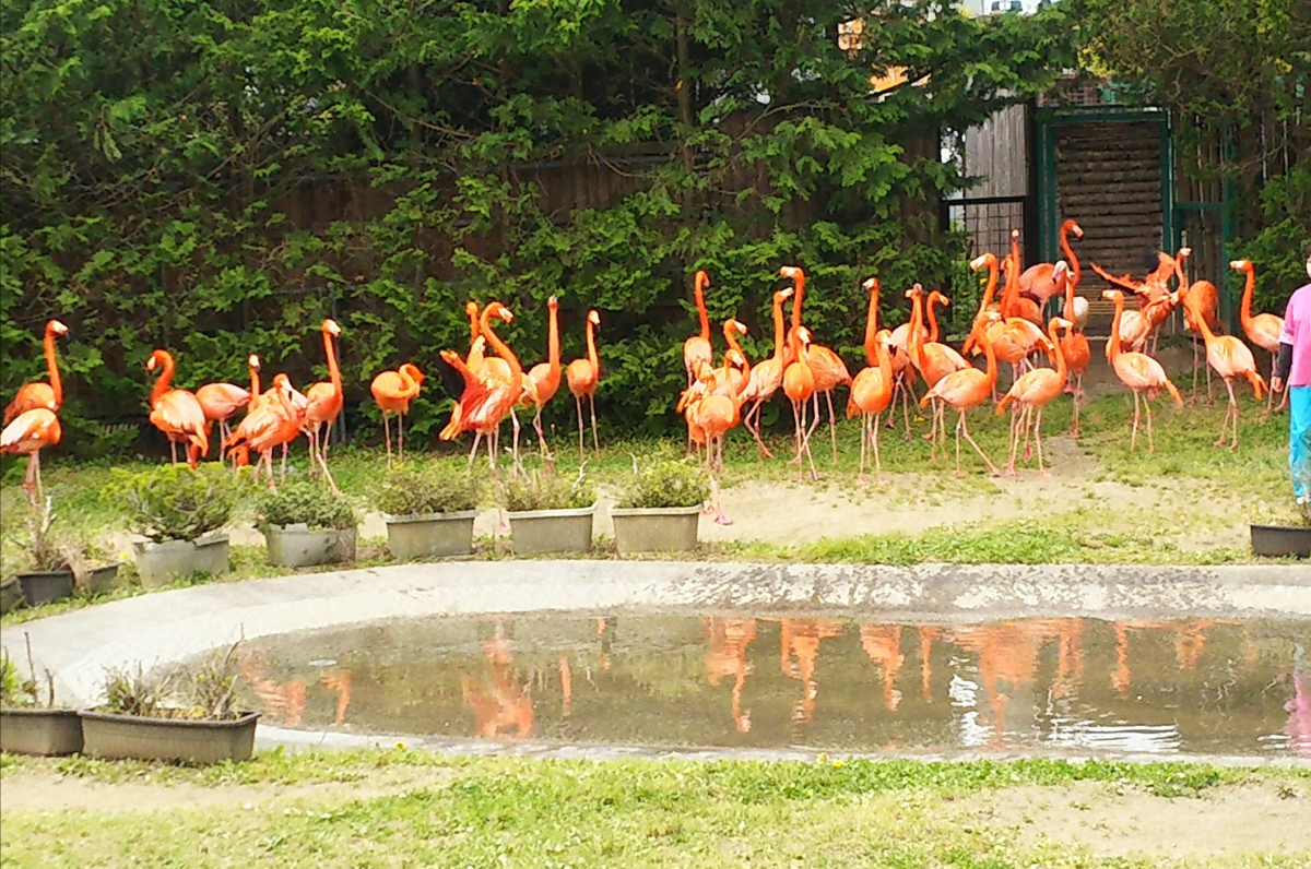 f:id:fp-maruko:20210510204206p:plain