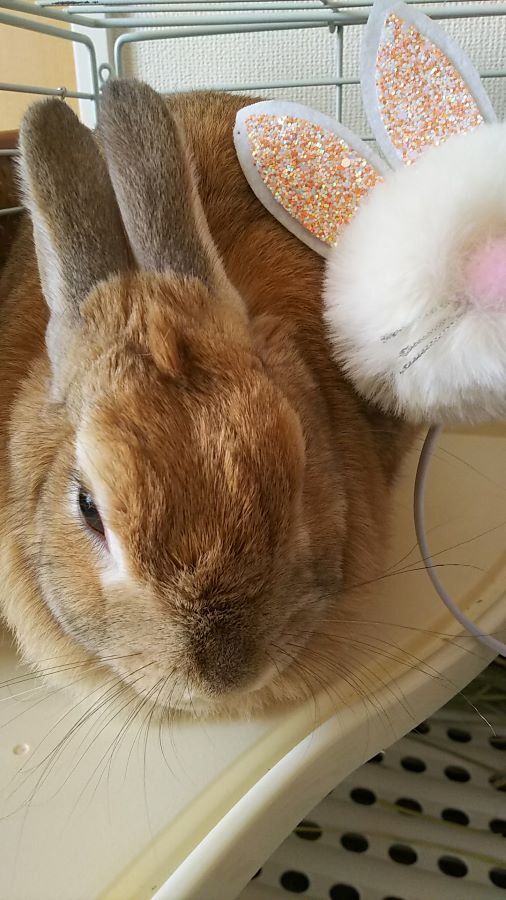 f:id:fp-maruko:20210411115048j:plain