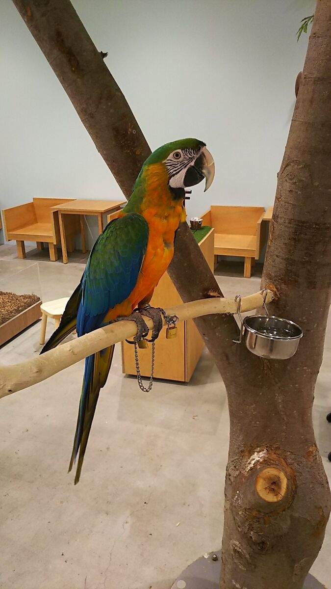 f:id:fp-maruko:20210724215055j:plain