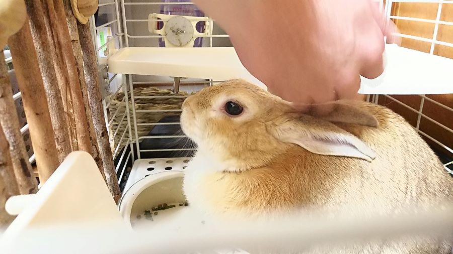 f:id:fp-maruko:20201113215625j:plain