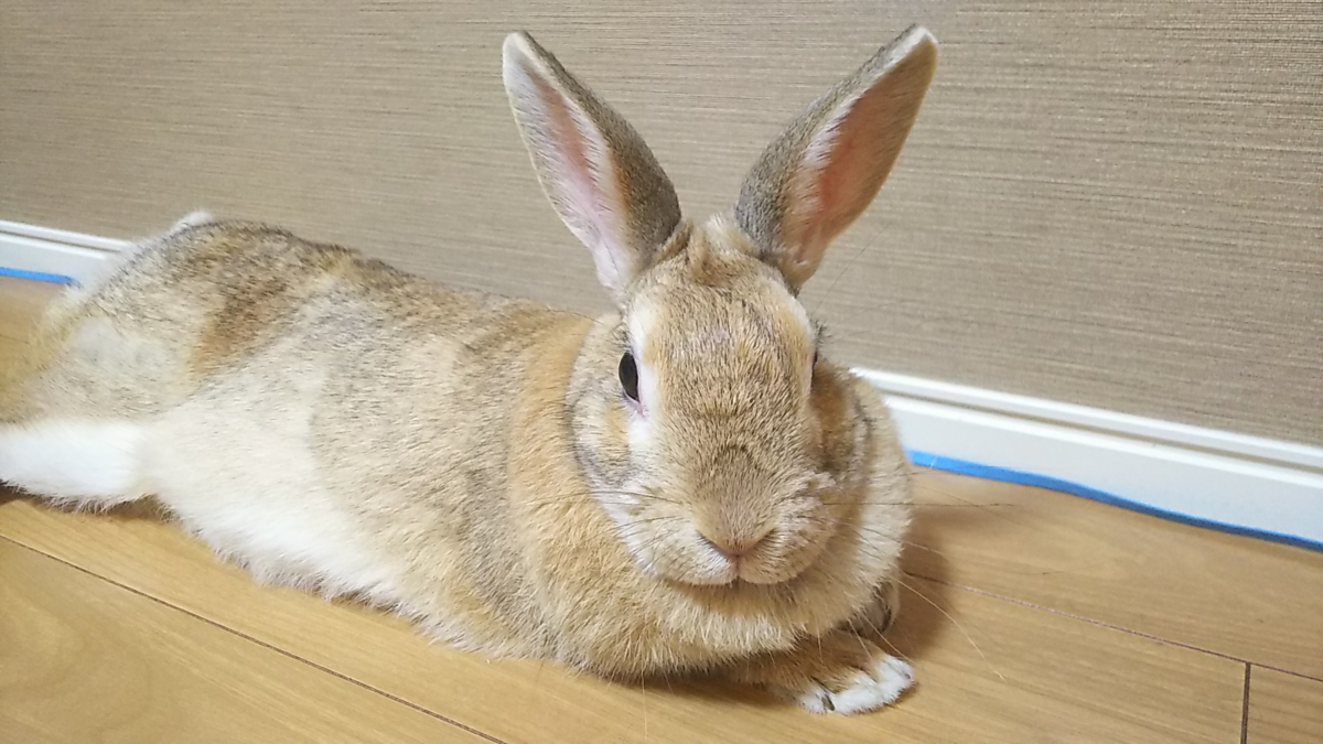 f:id:fp-maruko:20210527210726p:plain