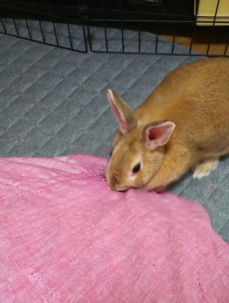 f:id:fp-maruko:20211126102912j:plain