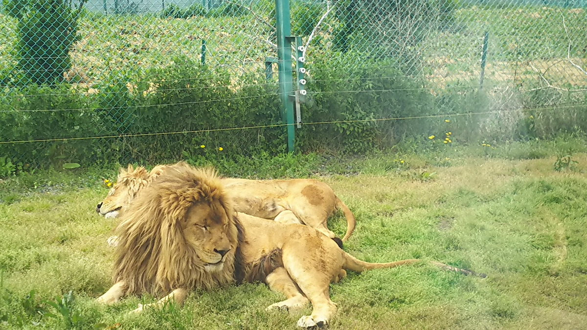 f:id:fp-maruko:20210508171934p:plain