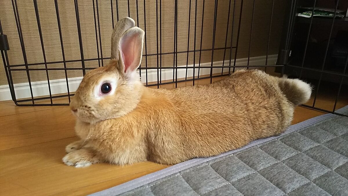 f:id:fp-maruko:20210830172748j:plain