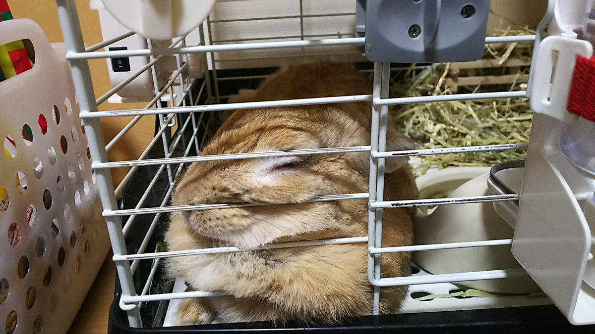 f:id:fp-maruko:20210424220350p:plain