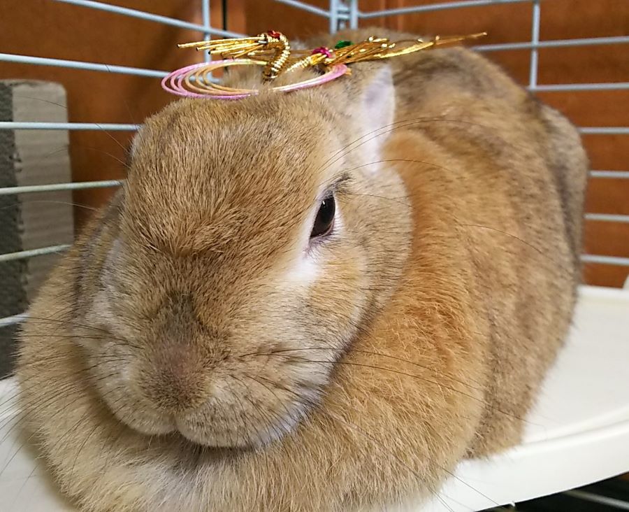 f:id:fp-maruko:20210101155528j:plain