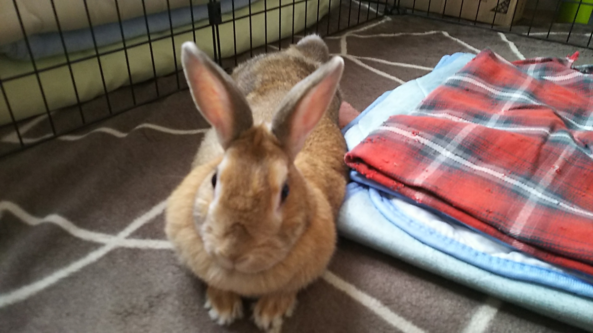 f:id:fp-maruko:20210527210536p:plain