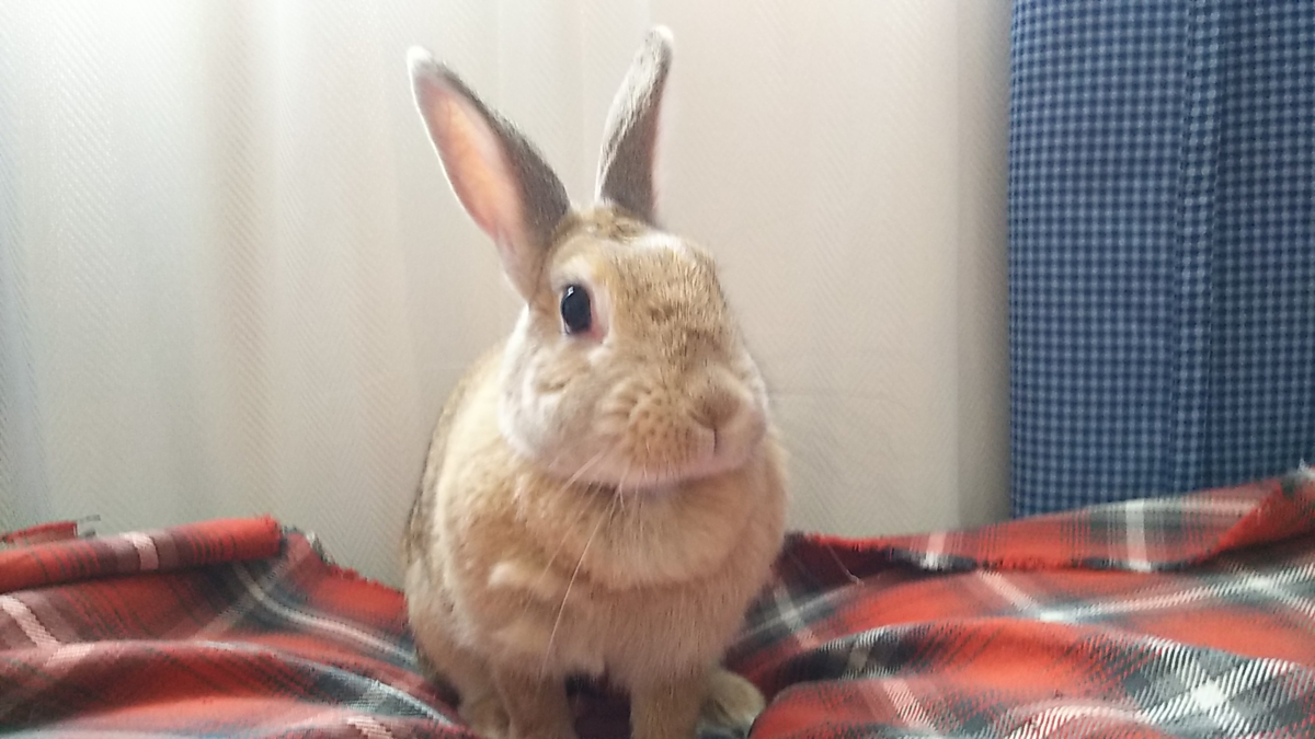 f:id:fp-maruko:20210501150617p:plain