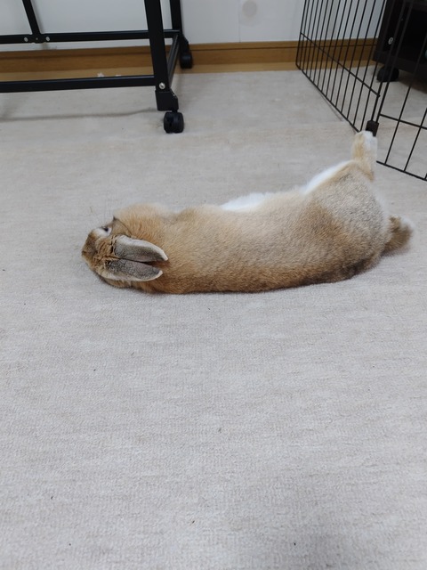 まる ゴロン