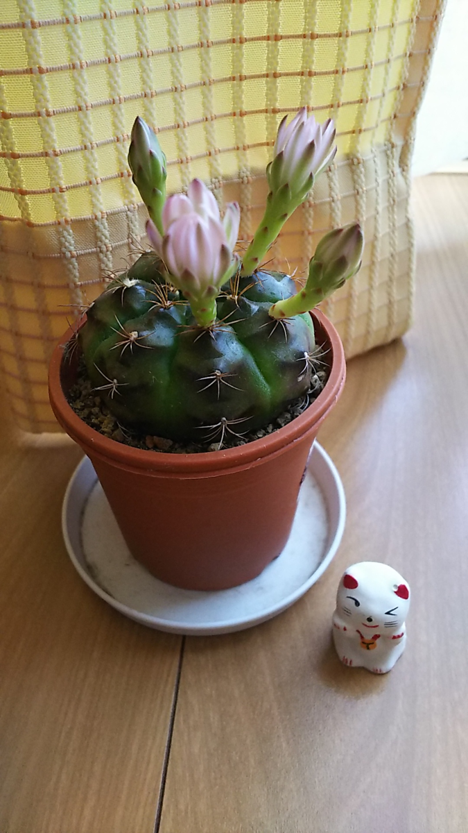 f:id:fp-maruko:20210506205245p:plain