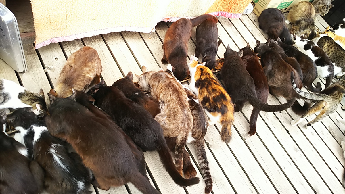 f:id:fp-maruko:20210619172936p:plain