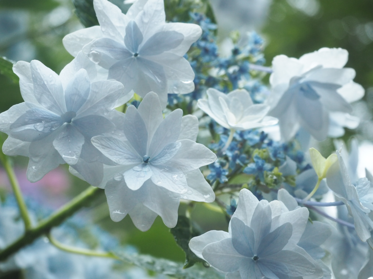 f:id:fp-maruko:20210609221512p:plain