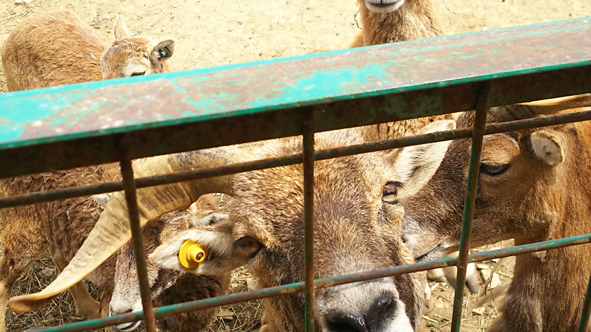 f:id:fp-maruko:20210508173450p:plain