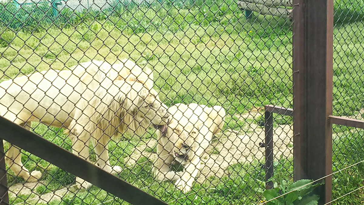 f:id:fp-maruko:20210508171843p:plain