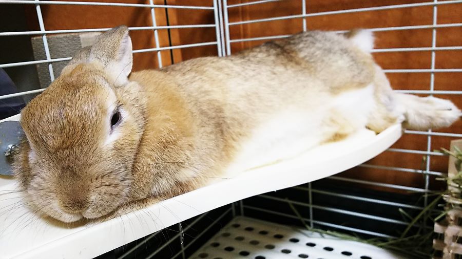 f:id:fp-maruko:20201113230042j:plain