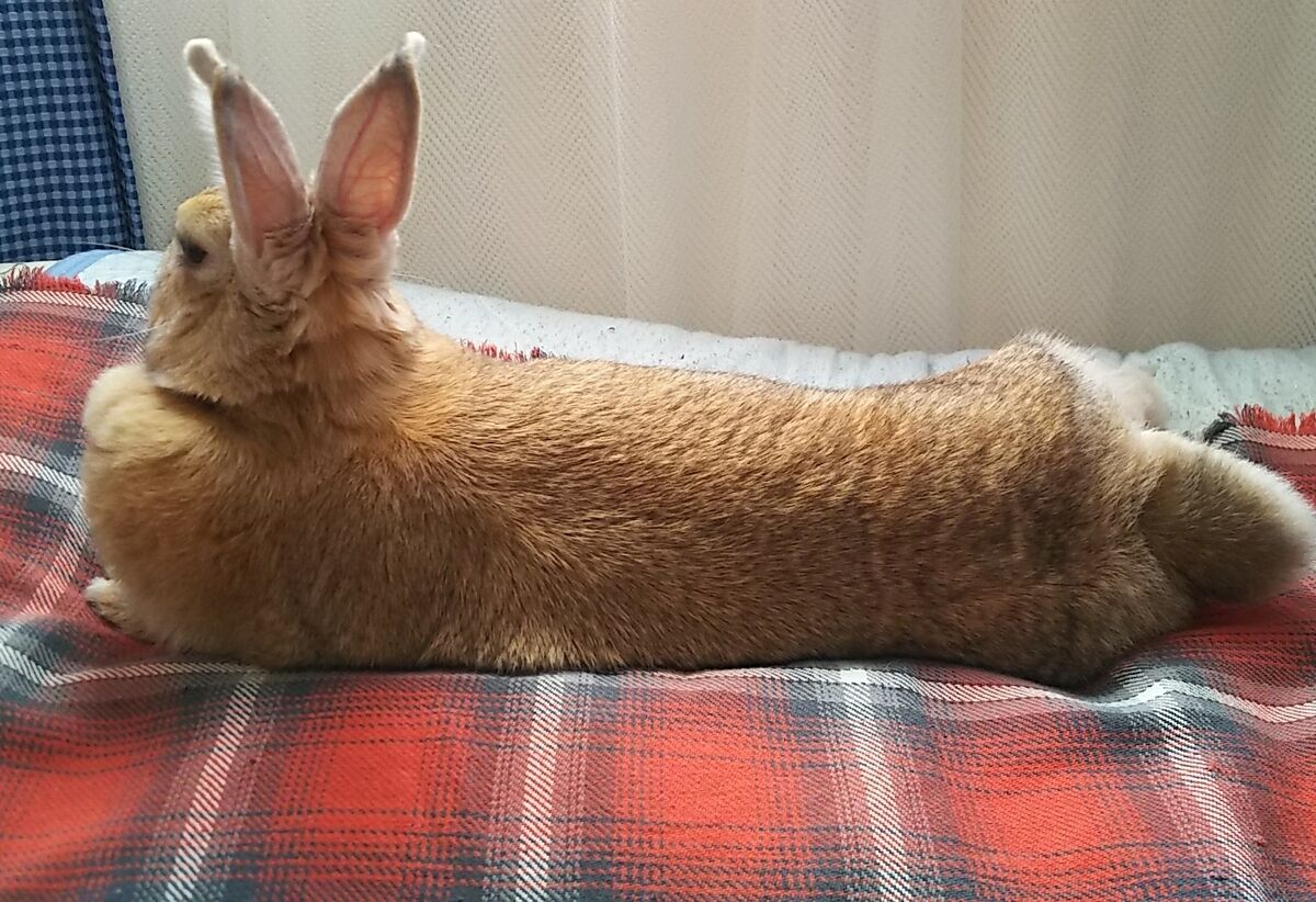 f:id:fp-maruko:20210331210004j:plain