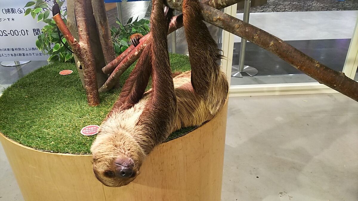 f:id:fp-maruko:20210724210110j:plain