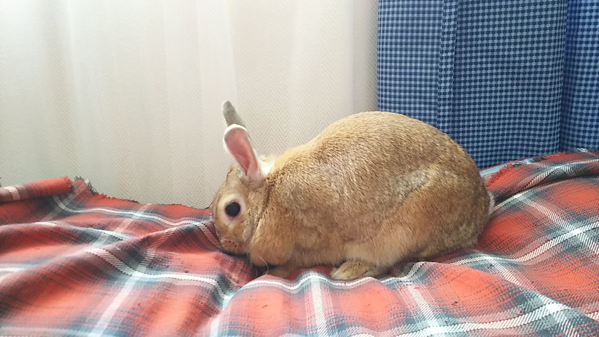 f:id:fp-maruko:20210501144203p:plain