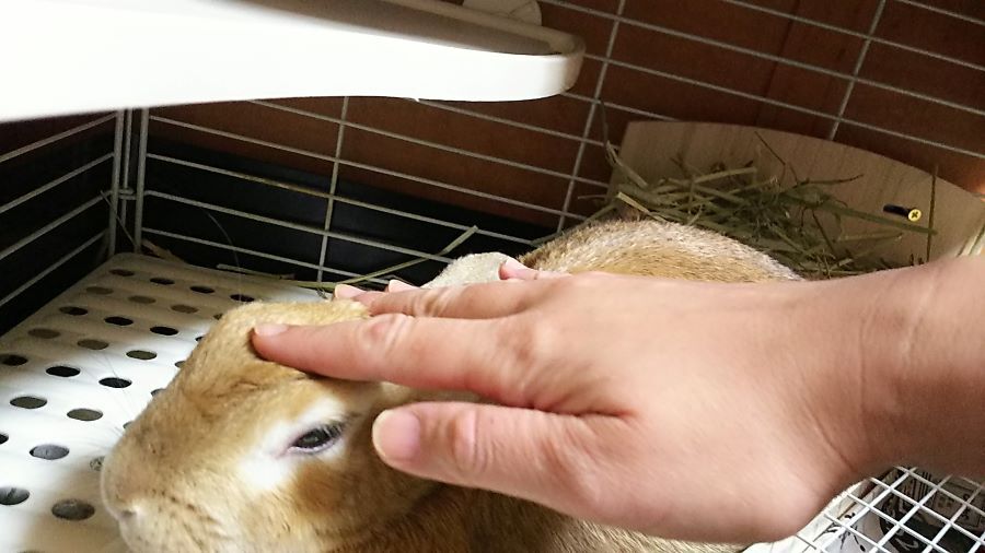 f:id:fp-maruko:20201113220756j:plain