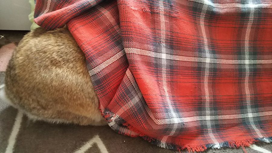 f:id:fp-maruko:20210331204714j:plain